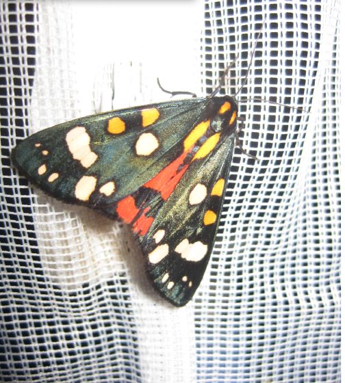 , Striemen-Rindeneule (Acronicta strigosa), der Hermelinspanner (Cerura erminea)