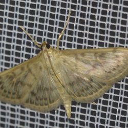 Nessel-Zünsler / Patania ruralis Nessel-Zünsler / Patania ruralis