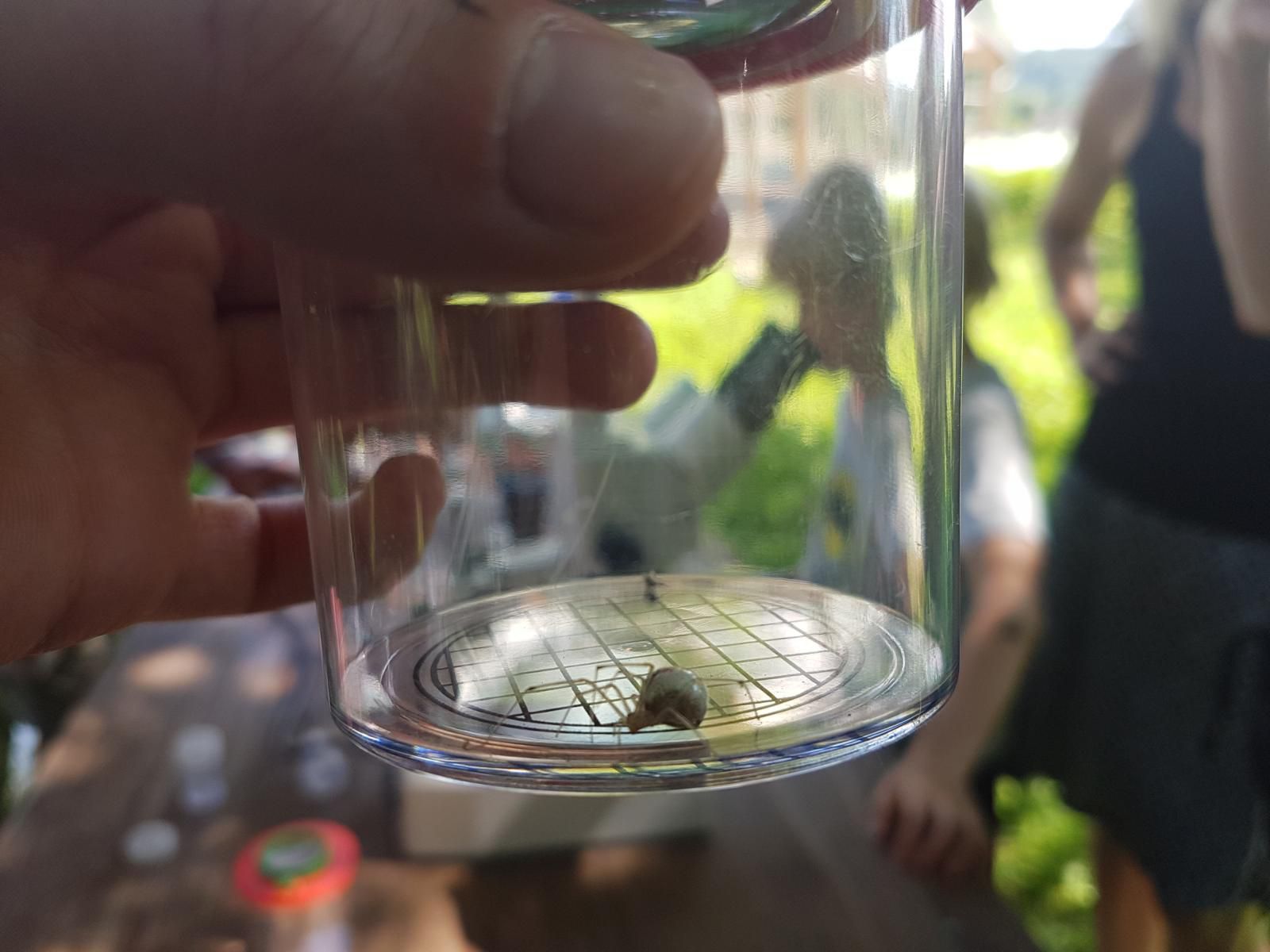 Eine Kugelspinne (Enoplognatha ovata) in der Becherlupe Eine Kugelspinne (Enoplognatha ovata) in der Becherlupe