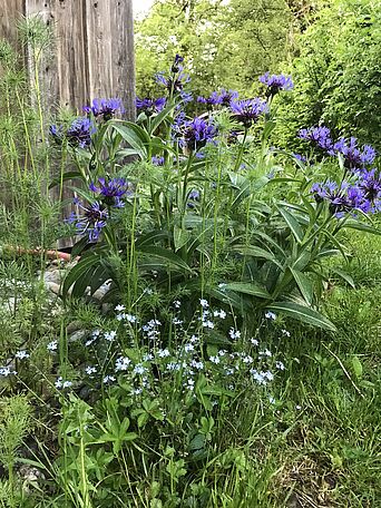 9. 5. Flockenblume, Vergißmeinnicht, Jungfer im Grünen (Foto: E.-J. Spindler) 9. 5. Flockenblume, Vergißmeinnicht, Jungfer im Grünen (Foto: E.-J. Spindler)
