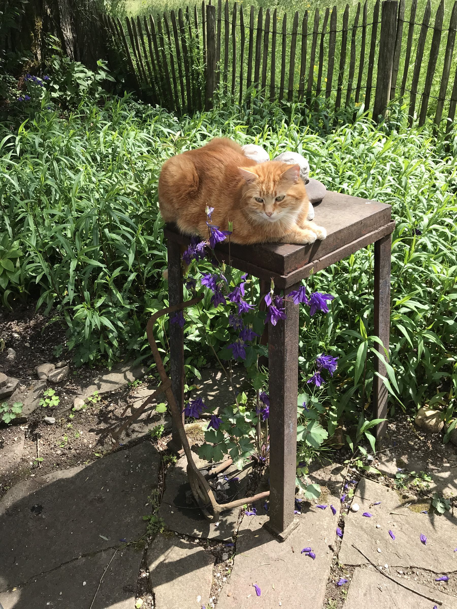 20. 5. Akelei, Kater Fuchserl (Foto: E.-J. Spindler)