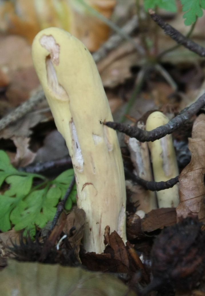 Herkuleskeule (TAV-Pilze)