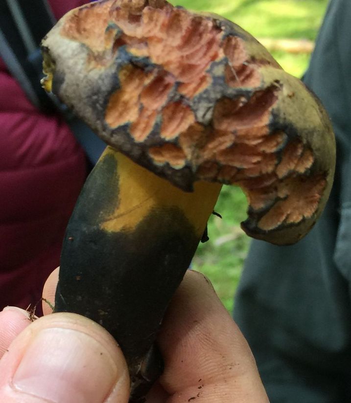 Schwarzblauender Röhrling