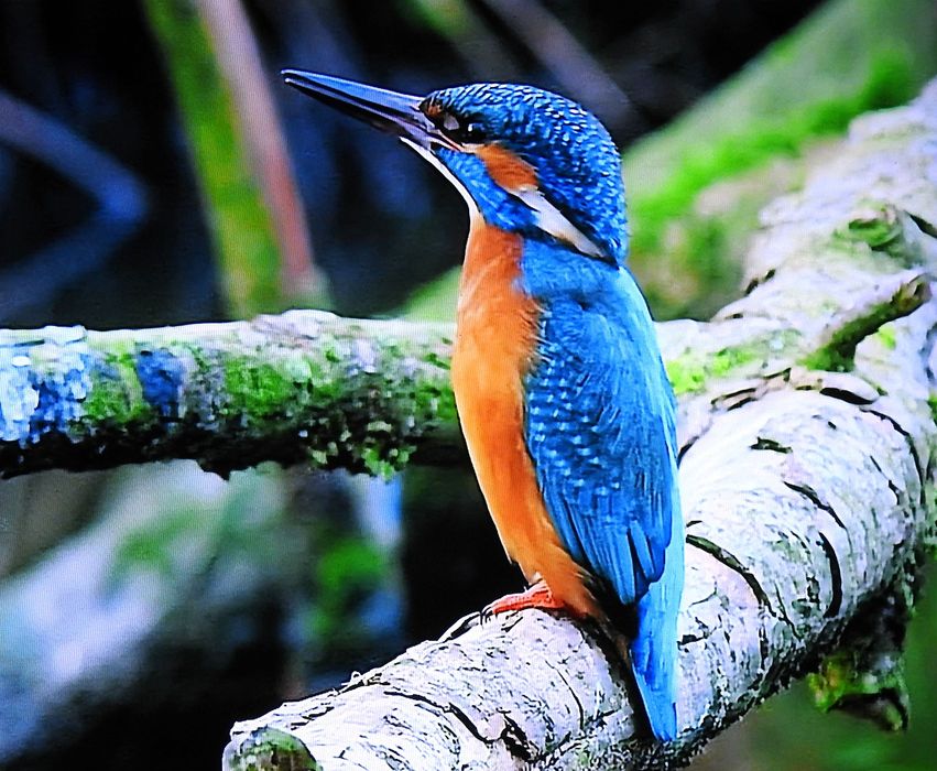 Eisvogel Bund Naturschutz In Bayern E V