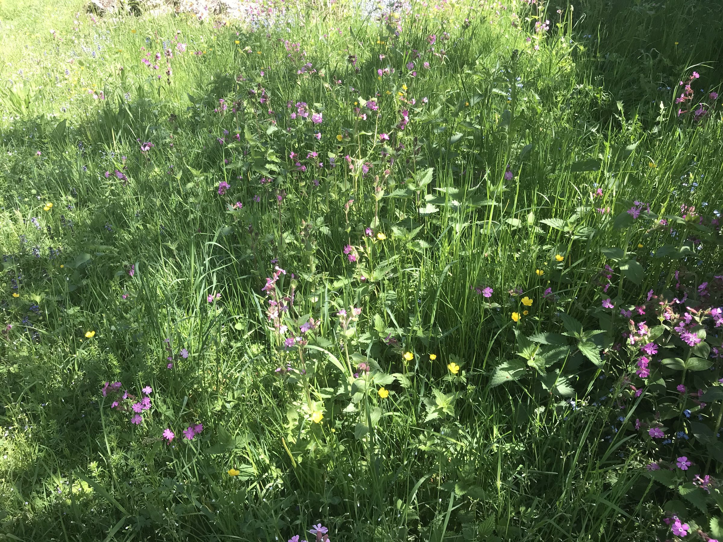 6. 5. Hahnenfuß, Brennnessel (Foto: E.-J. Spindler)