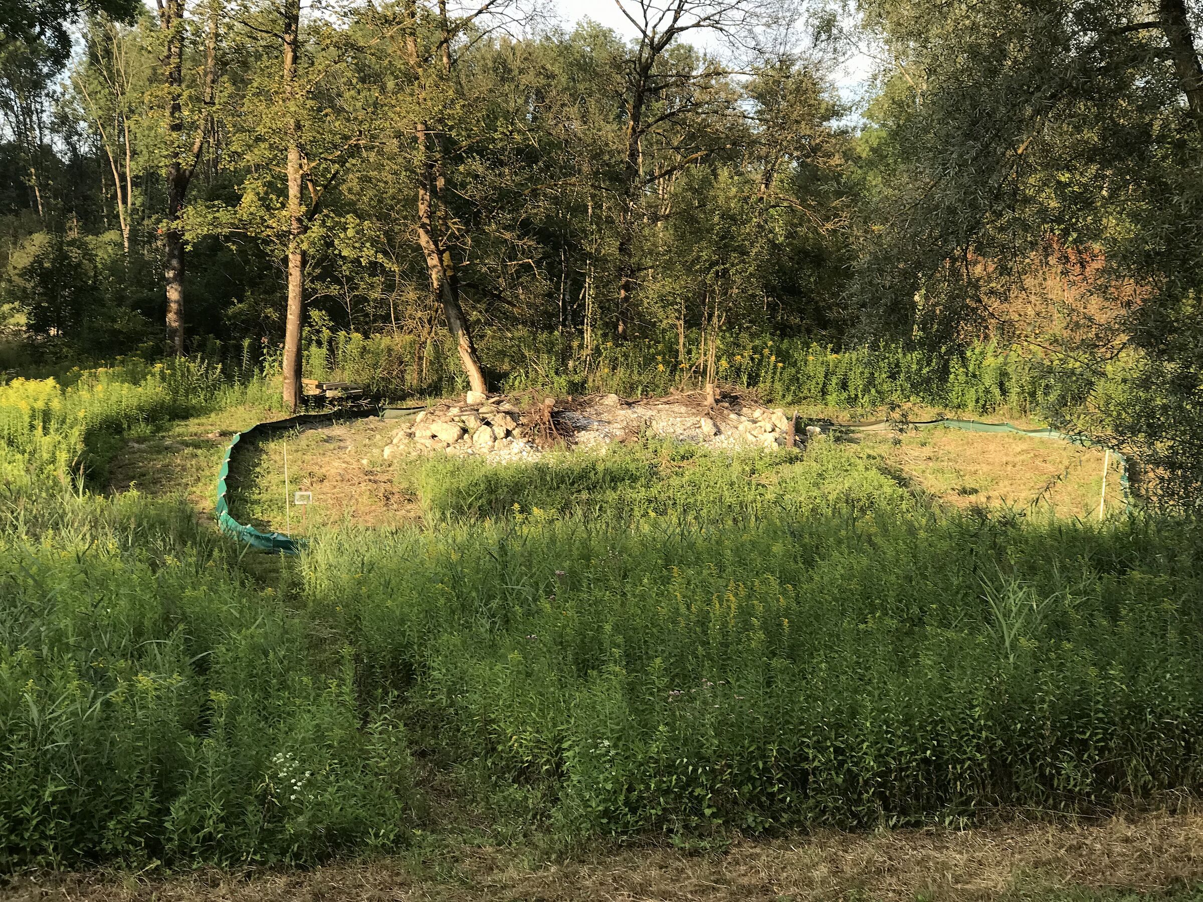 Zauneidechsen-Habitat Zauneidechsen-Habitat