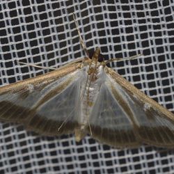 Buchsbaumzünsler / Cydalima perspectalis