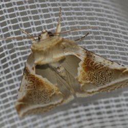 Achat-Eulenspinner / Habrosyne pyritoides