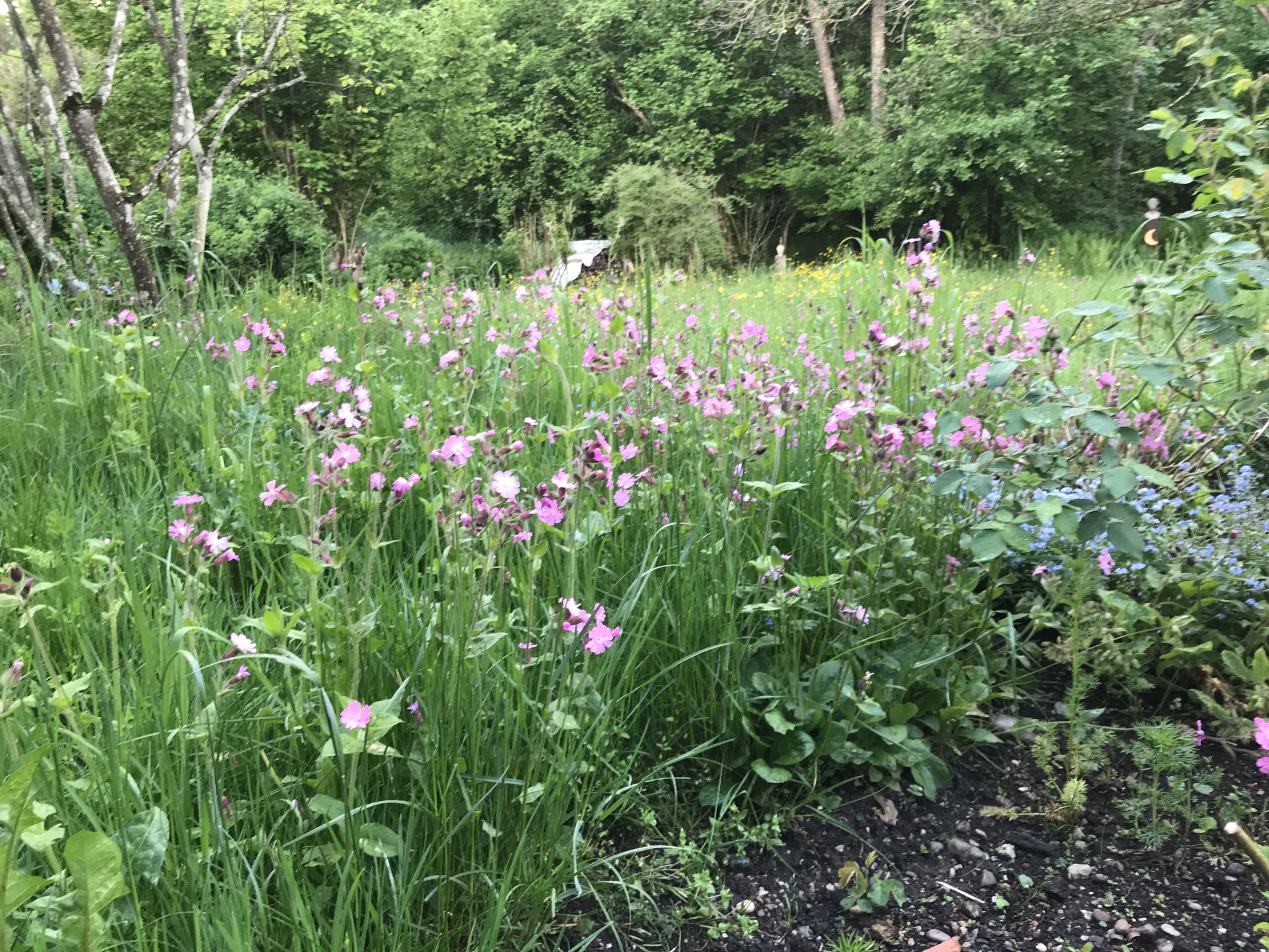 9. 5. Lichtnelken (Foto: E.-J. Spindler)