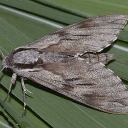 Kiefernschwärmer / Sphinx pinastri