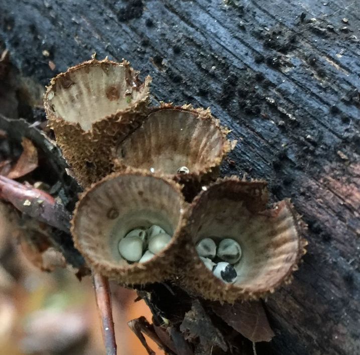 Teuerling (TAV-Pilze)