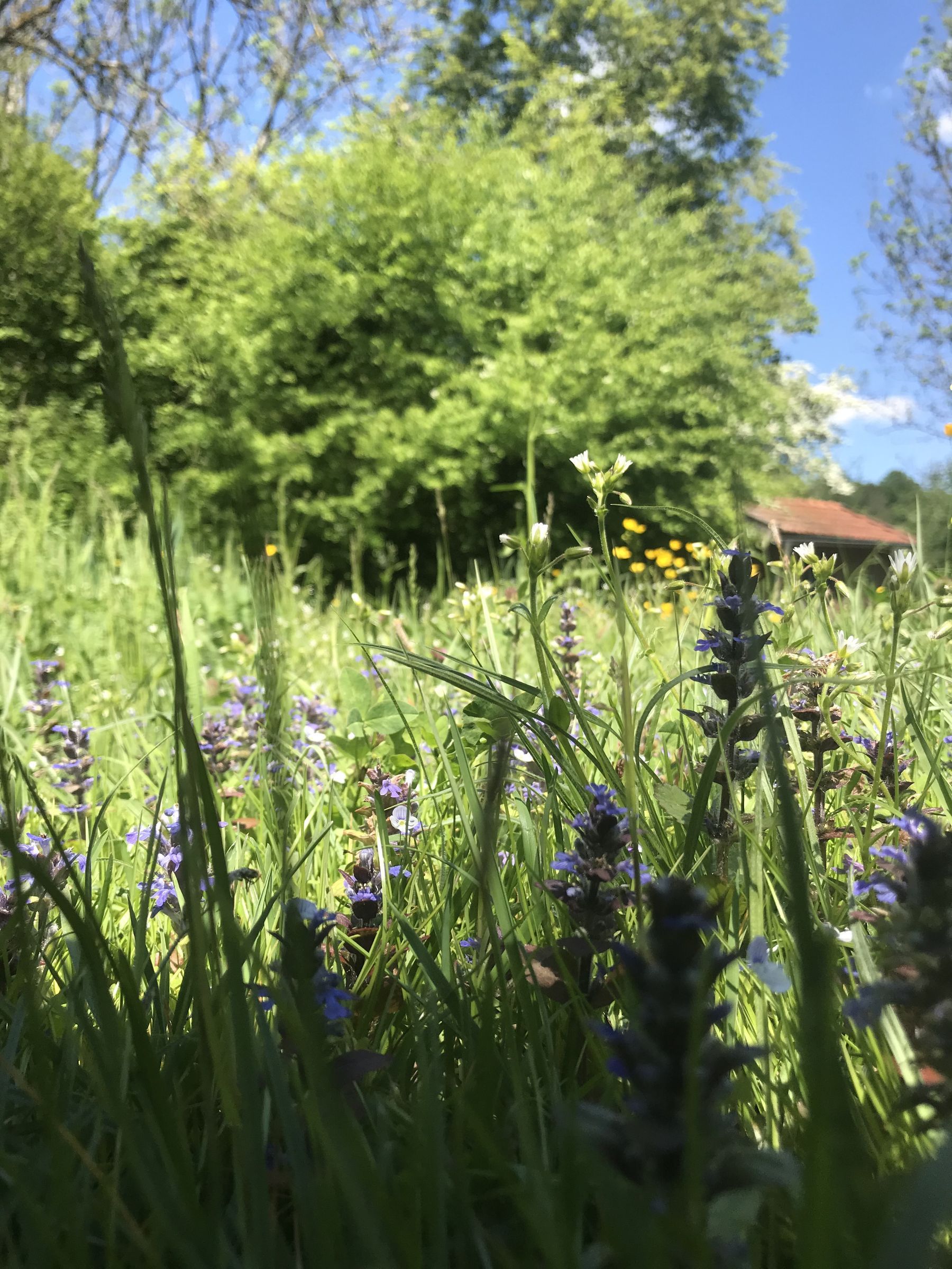 6. 5. Kriechender Günsel (Foto: E.-J. Spindler)