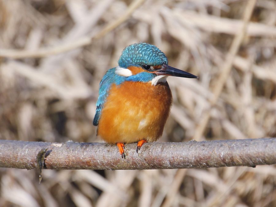 Eisvogel Bund Naturschutz In Bayern E V