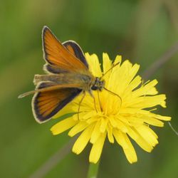 Braunkolbiger Braun-Dickkopffalter / Thymelicus sylvestris