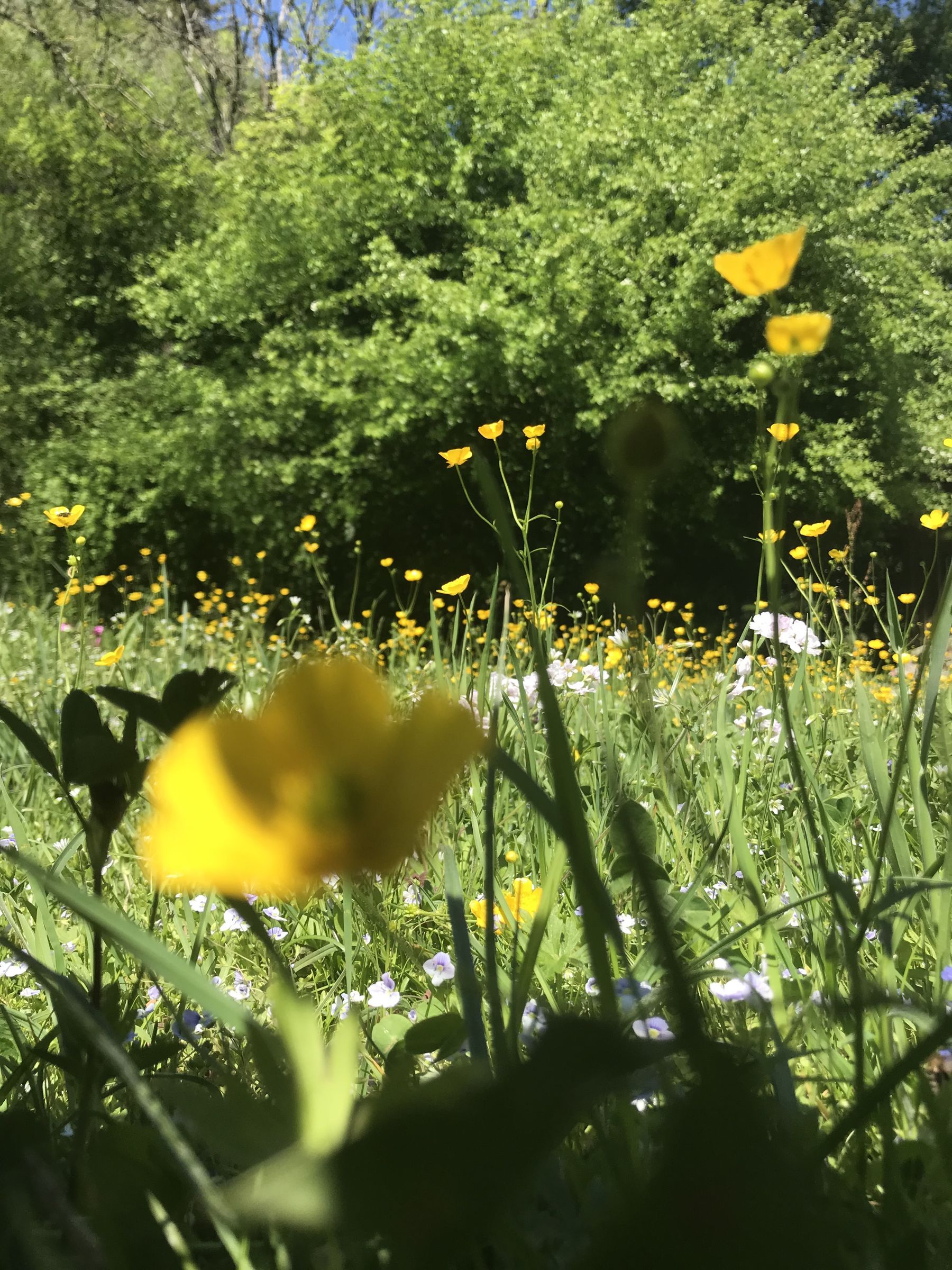 6. 5. Hahnenfuss, Wiesenschaumkraut (Foto: E.-J. Spindler)