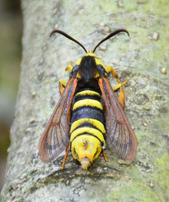 HornissenGlasflügler BUND Naturschutz in Bayern e.V.