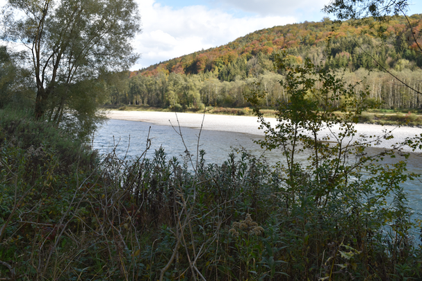 Salzach bei Raitenhaslach