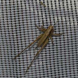 Gemeine Strauchschrecke / Pholidoptera griseoaptera Gemeine Strauchschrecke / Pholidoptera griseoaptera