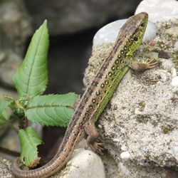 Zauneidechse / Lacerta agilis