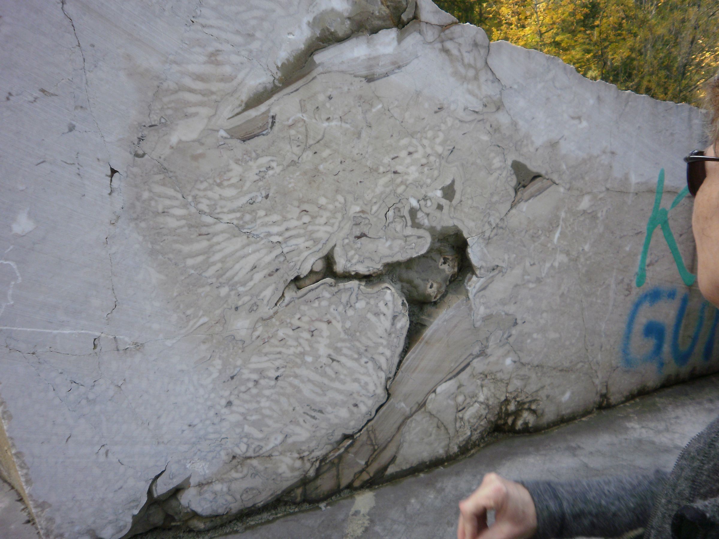 Ein schöner Anschnitt einer Koralle (Adnet)