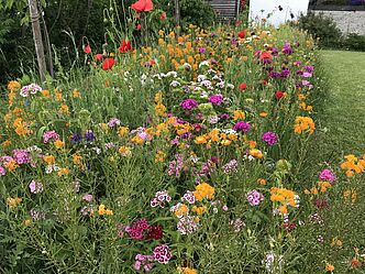 Dieser sehr bunte Blumenbereich wurde vor 3 bis 4 Jahren mit einer Mössinger Garten Blühmischung angesät; seitdem wurde nicht nachgesät! U.a. gibt es Ackermohn, kalifornischen Mohn, Bartnelken, Ringelblumen, Kornraden, Lein, ... (Foto: E.-J. Spindler) Dieser sehr bunte Blumenbereich wurde vor 3 bis 4 Jahren mit einer Mössinger Garten Blühmischung angesät; seitdem wurde nicht nachgesät! U.a. gibt es Ackermohn, kalifornischen Mohn, Bartnelken, Ringelblumen, Kornraden, Lein, ... (Foto: E.-J. Spindler)