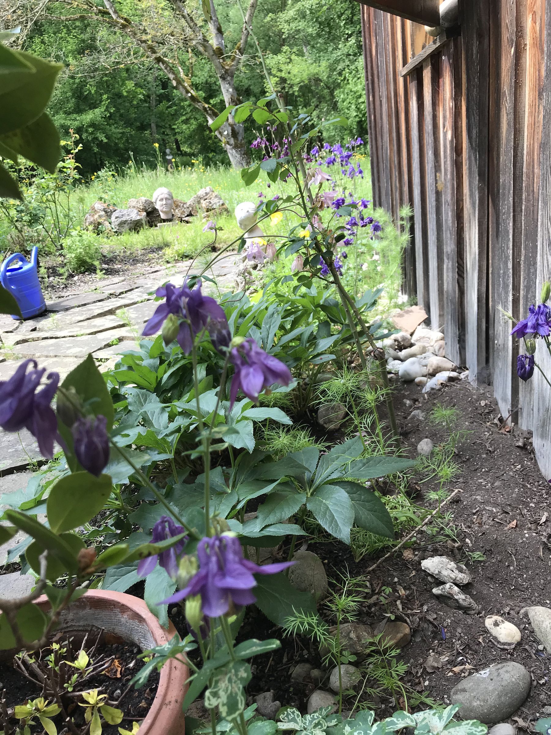 16. 5. Akeleien (Foto: E.-J. Spindler)