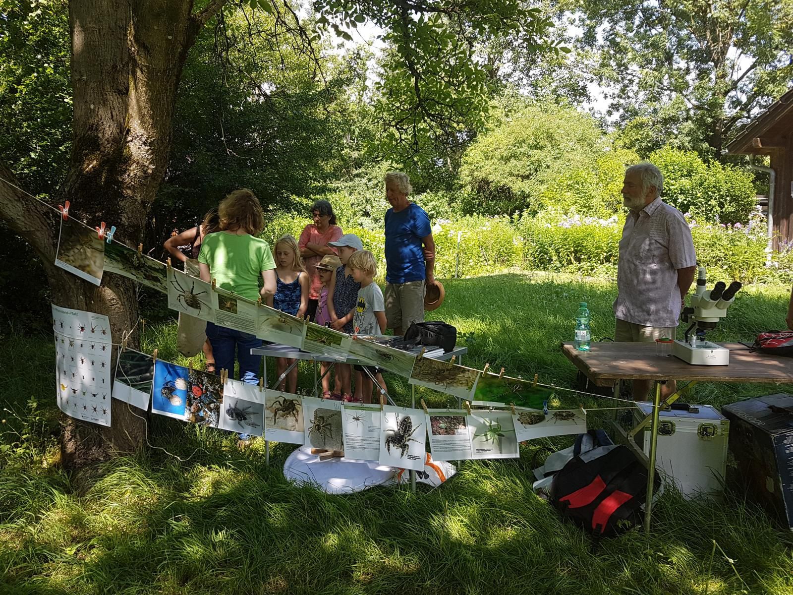 Eine Galerie mit häufigen Spinnen Eine Galerie mit häufigen Spinnen