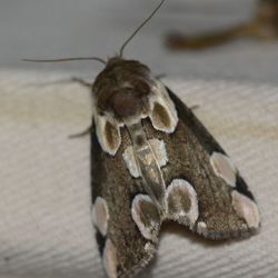 Roseneule / Thyatira batis