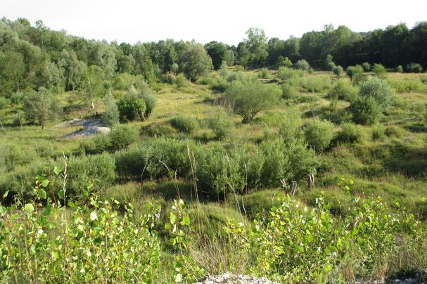 BUND-Naturschutz-Kiesgrube bei Haigerloh