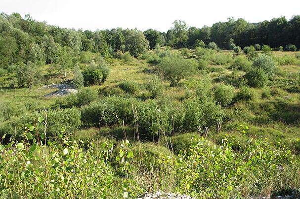 BUND-Naturschutz-Kiesgrube bei Haigerloh