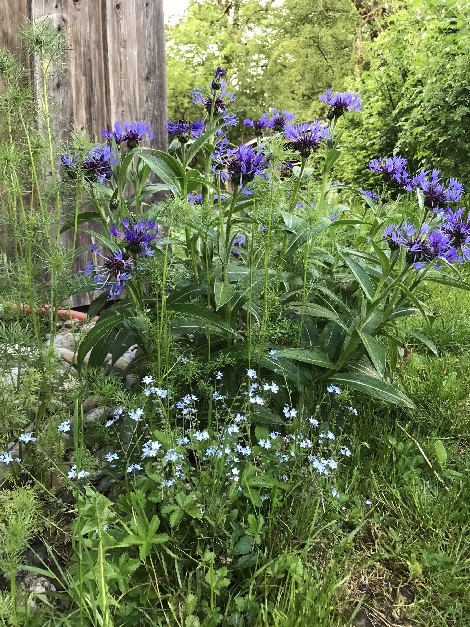 9. 5. Flockenblume, Vergißmeinnicht, Jungfer im Grünen (Foto: E.-J. Spindler)