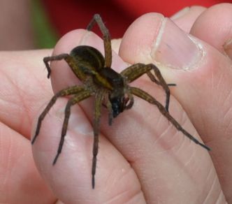 Gerandete Jagdspinne weiblich