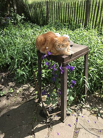 20. 5. Akelei, Kater Fuchserl (Foto: E.-J. Spindler) 20. 5. Akelei, Kater Fuchserl (Foto: E.-J. Spindler)