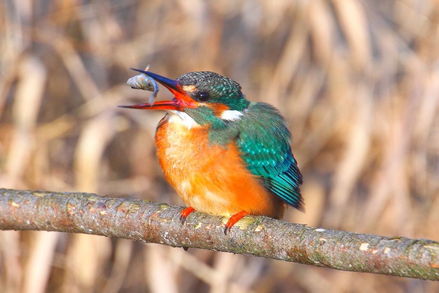 Eisvogel Bund Naturschutz In Bayern E V