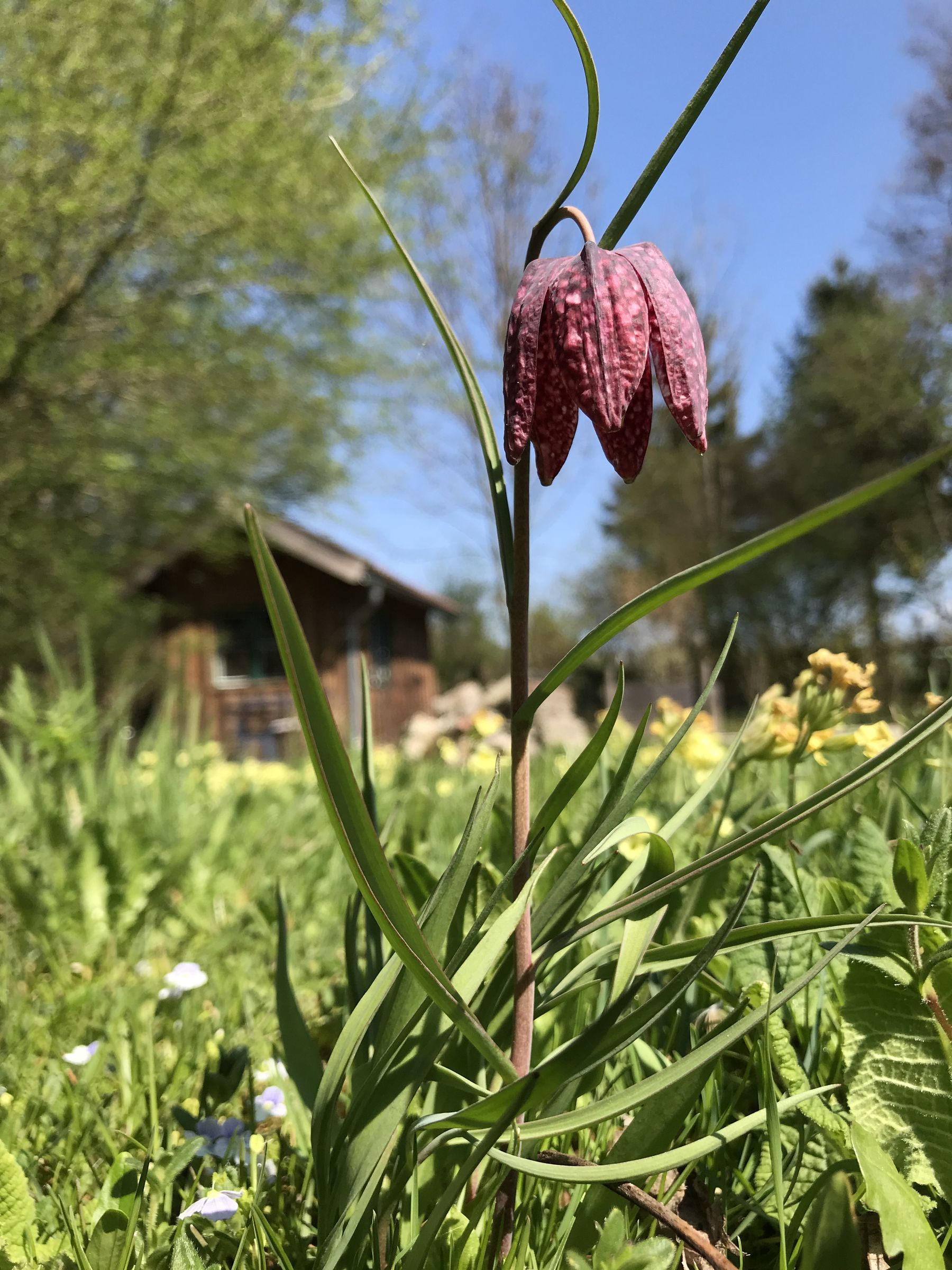 12. 4. Schachbrettblume (Foto: E.-J. Spindler)