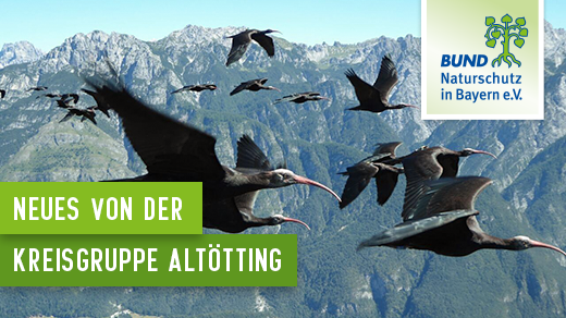 Waldrappe fliegen über die Alpen