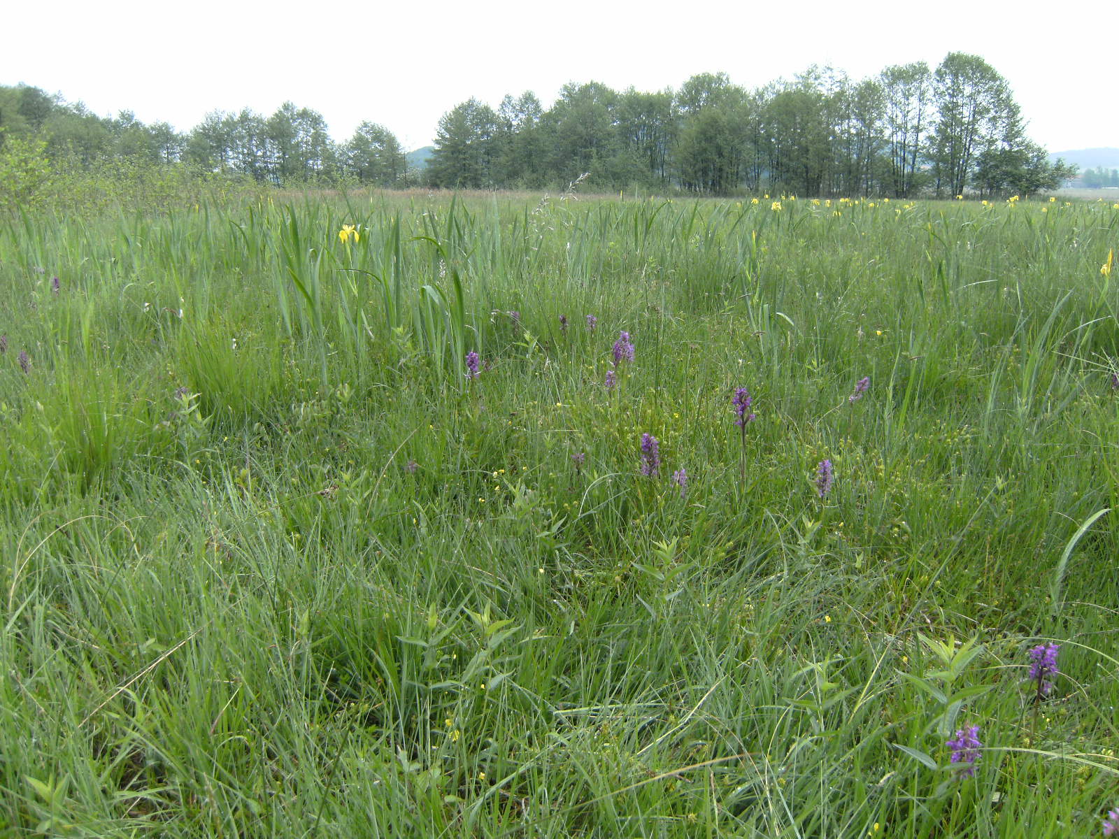 Ibmer Moor, Blumenwiese (Foto: E.-J. Spindler)