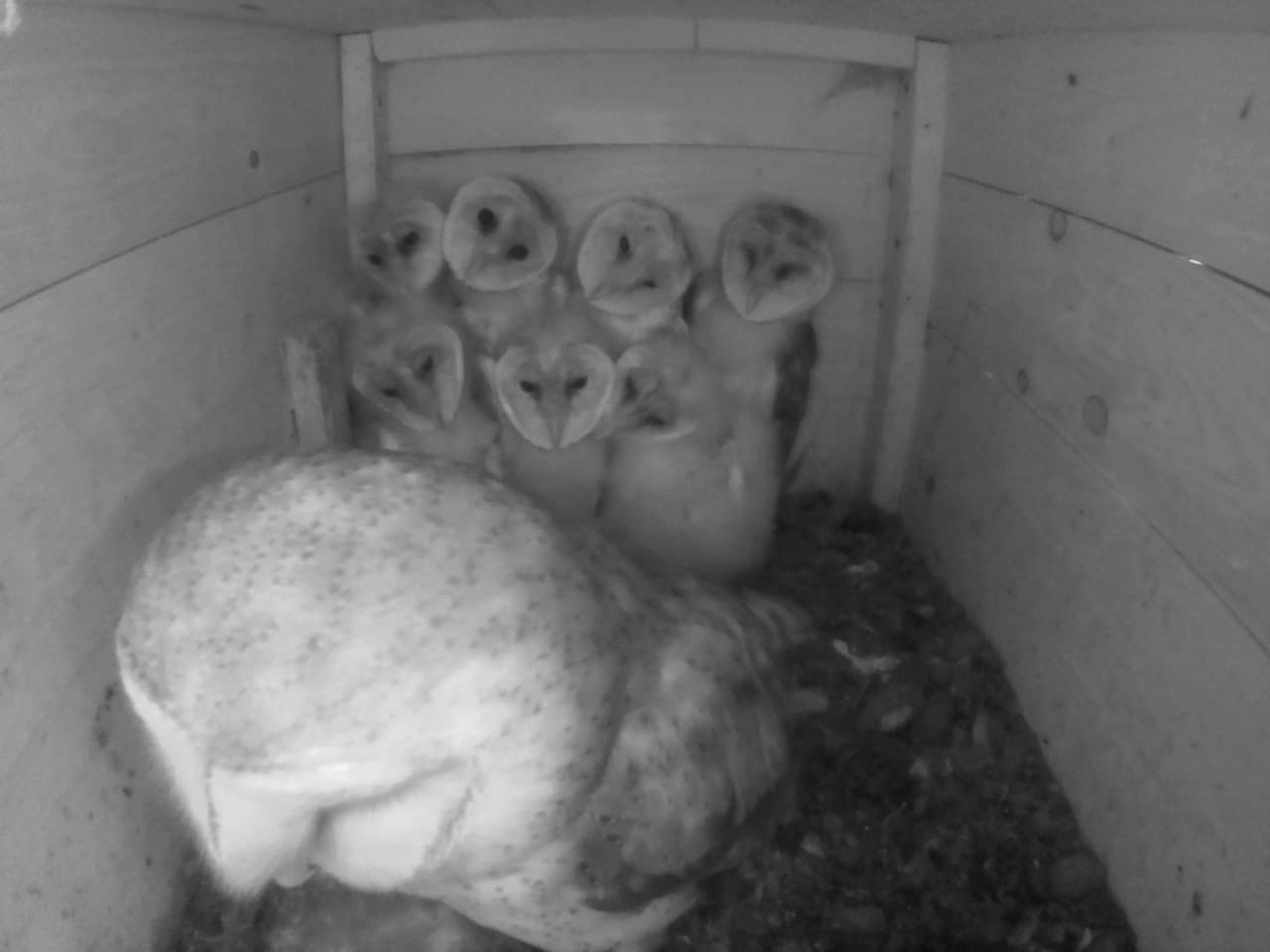 Schleiereulen (Infrarotaufnahme: Thomas Hickel)