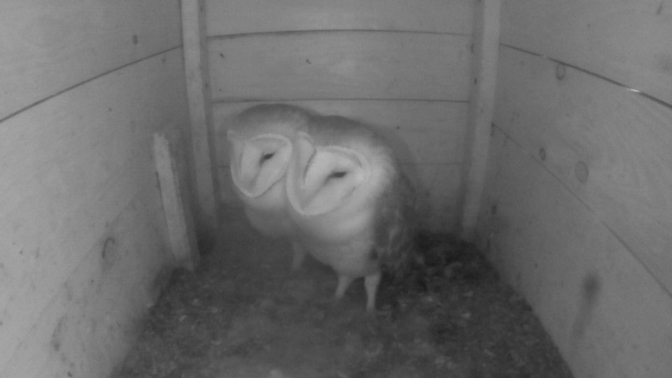 Schleiereulen (Infrarotaufnahme: thomas Hickel)