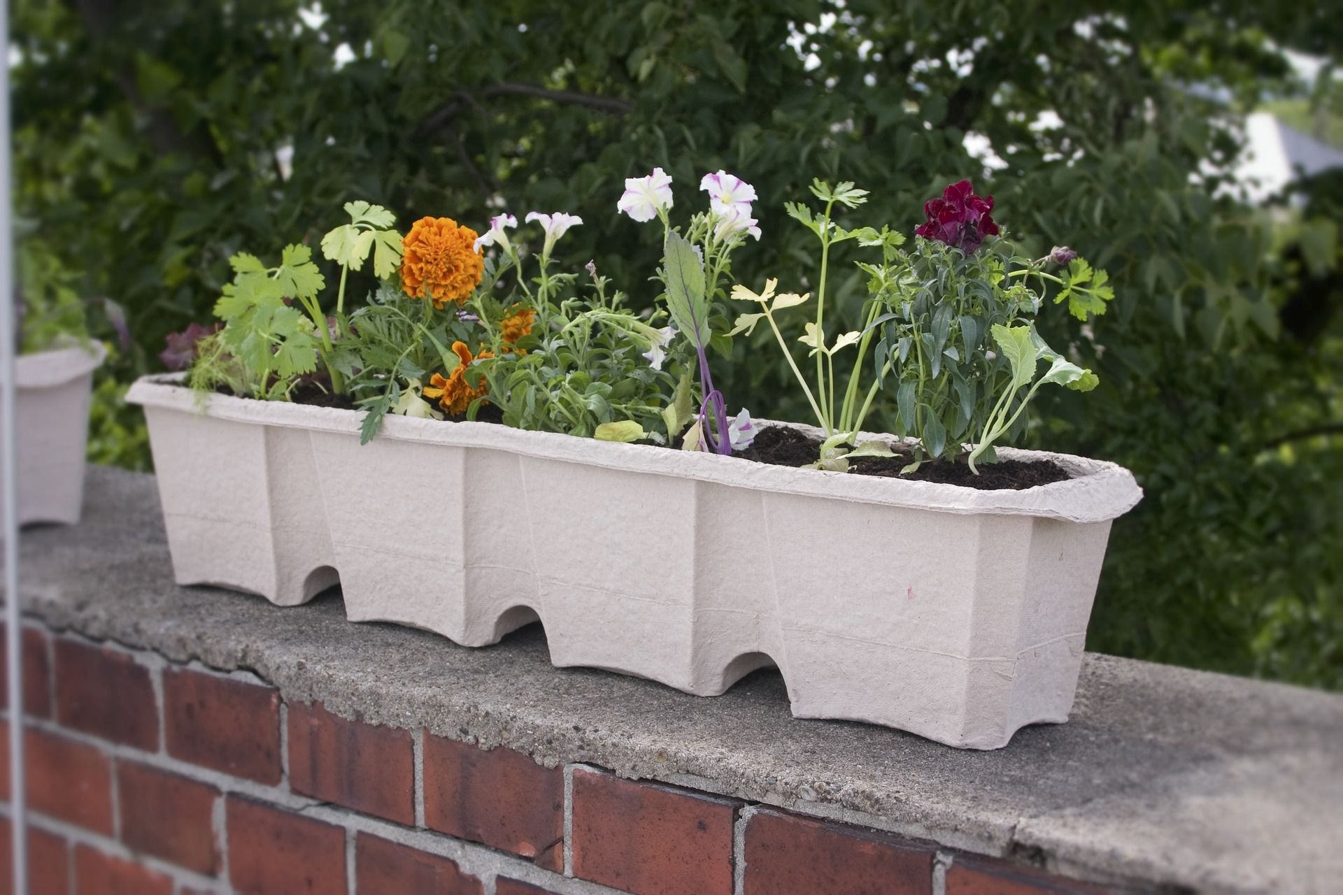 Ein farbenprächtiger Blumenkasten auf einem Balkon.