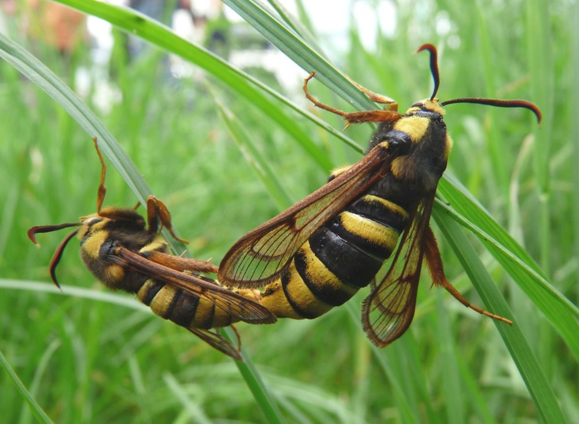 HornissenGlasflügler BUND Naturschutz in Bayern e.V.