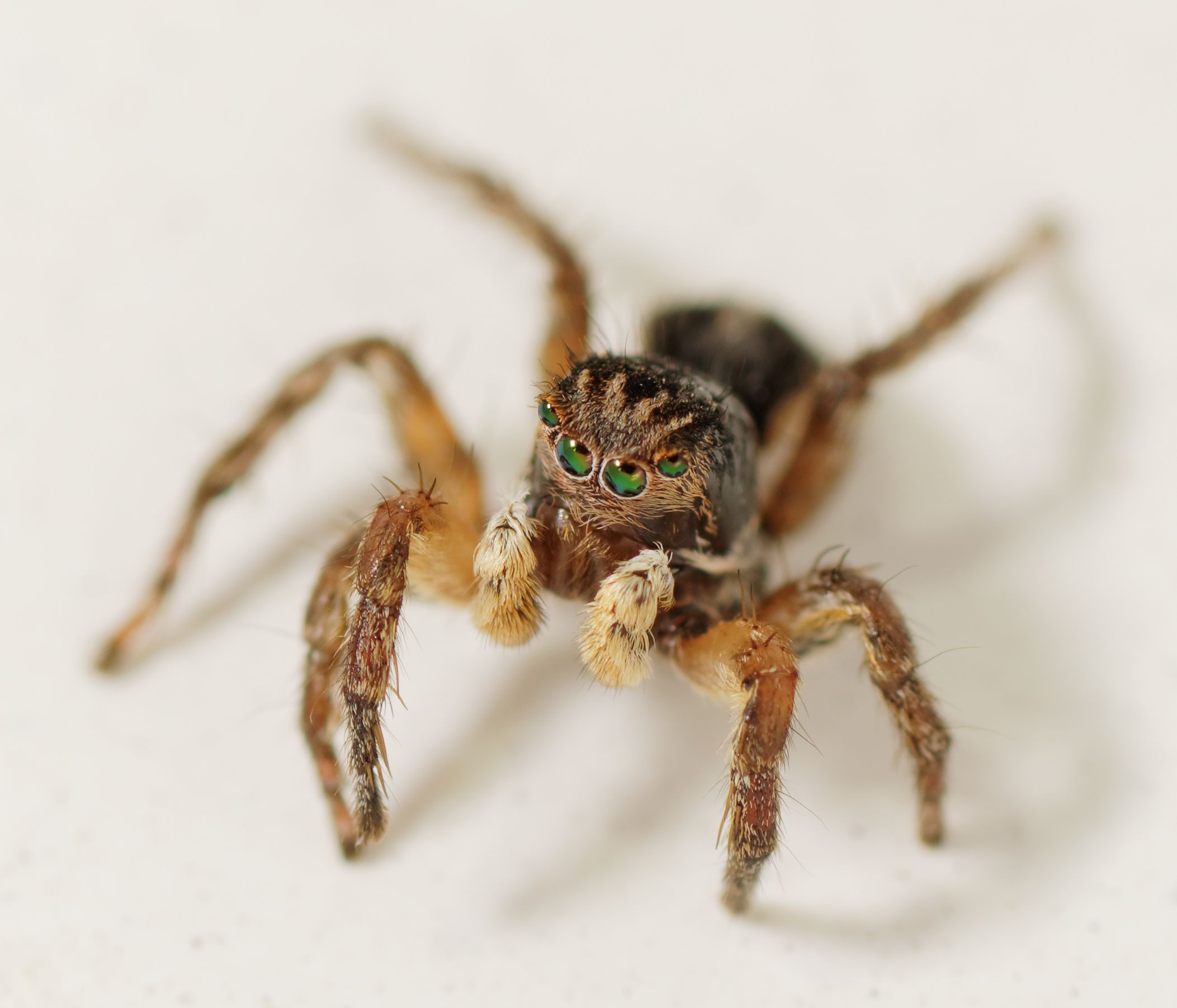 V-Fleck Springspinne - BUND Naturschutz in Bayern e.V.