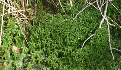 Torfmoos (Sphagnum) (Foto: W. Hege)