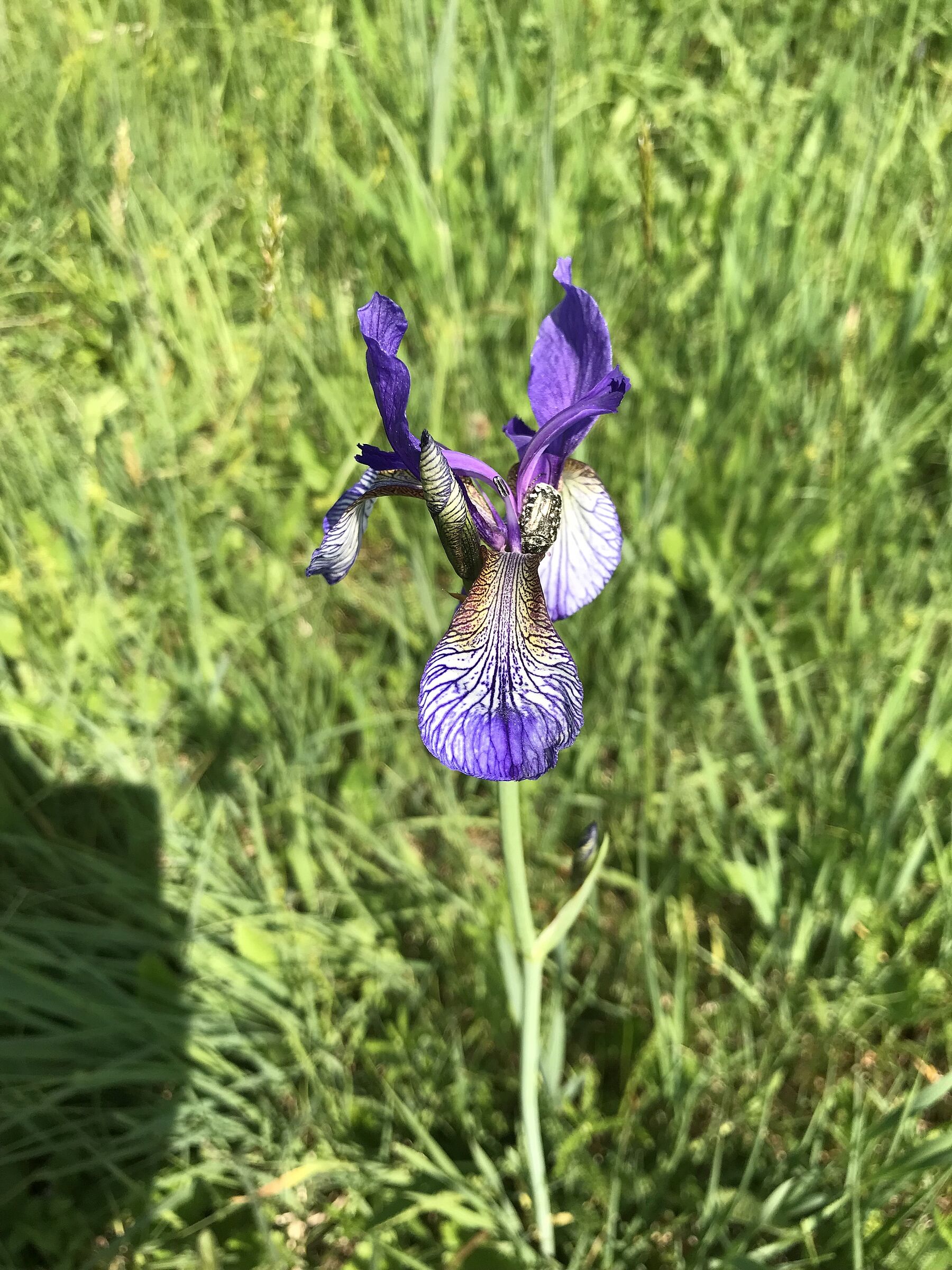 "Verschiedenfarbige Schwertlilie" (Irisversicolor) (Foto Dr. Ernst-Josef Spindler)