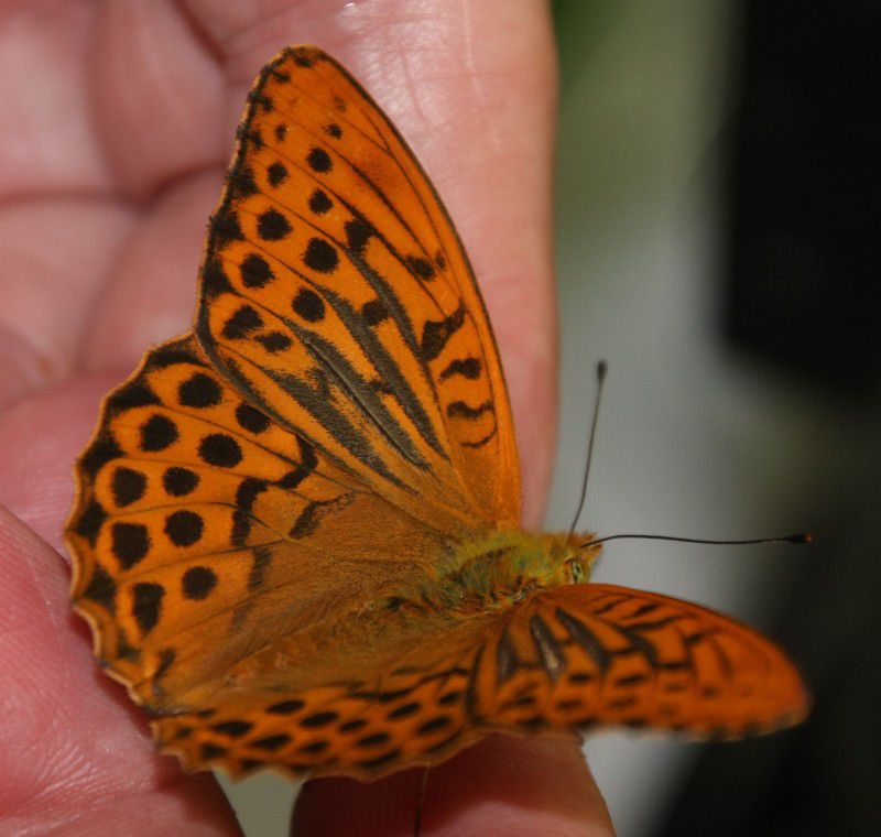 Kaisermantel / Argynnis paphia