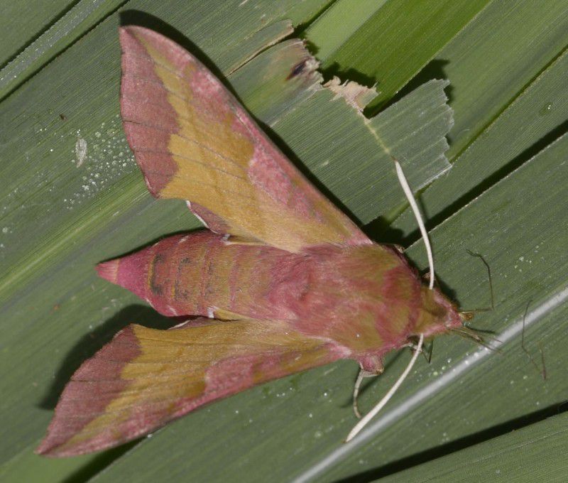 Kleiner Weinschwärmer / Deilephila porcellus