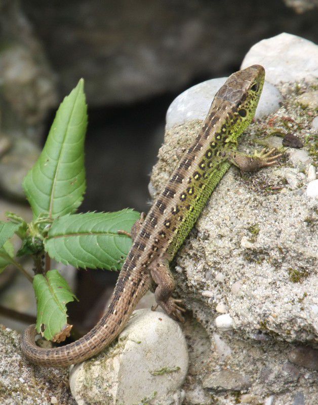 Zauneidechse / Lacerta agilis